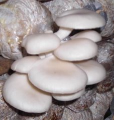 bibit-jamur-f2-f1-f3-tiram-putih-kuping-coklat-lingzhi-dan-baglog