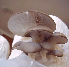 pleurotus-ostreatus-jamur tiram