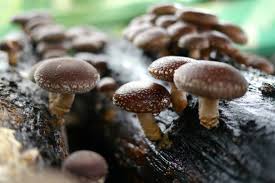 Cara budidaya jamur shiitake