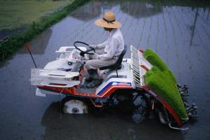 Modern farming practices for a Kyoto farmer planting rice seedlings 