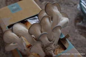 growing-mushrooms-at-home-1-600x400