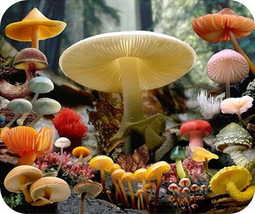 kingdom fungi.jamur