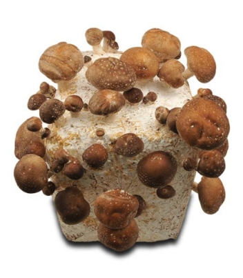baglog-shiitake-jamur-shiitake-budidaya-jamur-shiitake-jual-jamur-shiitake